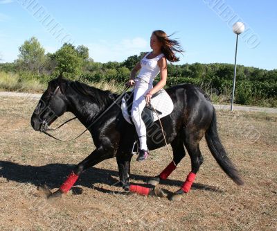 dressage