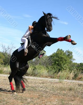 rearing horse