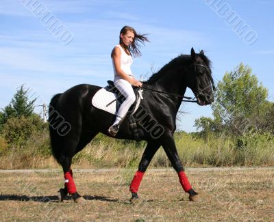 dressage