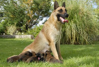 malinois and puppies