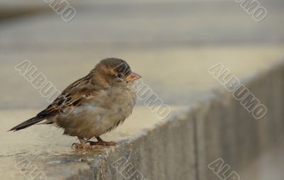 sparrow