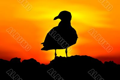 Bird silhouette