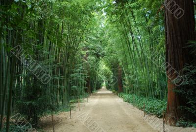 bamboo forest