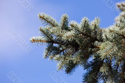 blue spruce