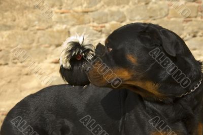 rottweiler and miniature rooster