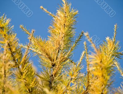 Yellow larch branches