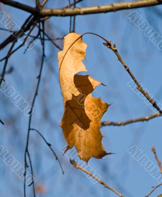 Brown autumn leaf