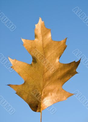 Autumn oak leaf