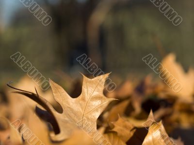 Autumn leaves
