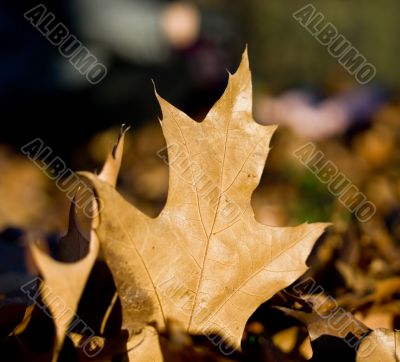 Autumn leaves macro view