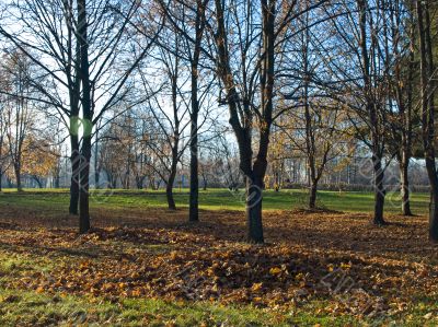 Autumn landscape
