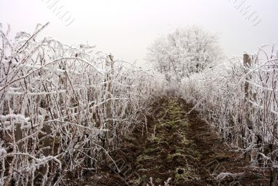 Grapeyard