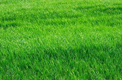 Grass