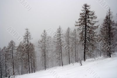 Forest