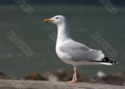 Seagull