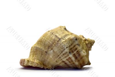 The seashell on a white background