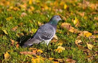 Pigeon in autumn