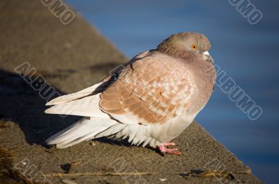 pigeon on parapet