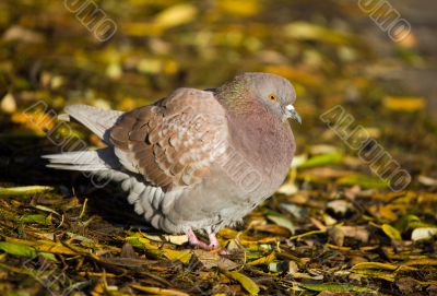 Brown pigeon