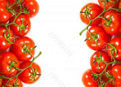 fresh tomatoes