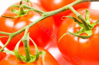 fresh tomatoes