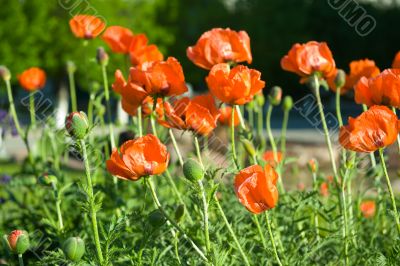 red poppies on city street