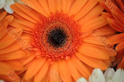 orange and white flower