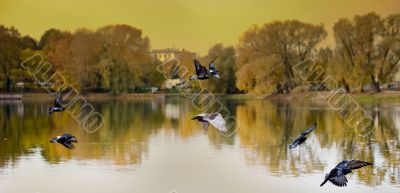 Birds flying above lake in park