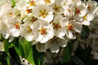 Closeup of apple blossoms. Springtime.