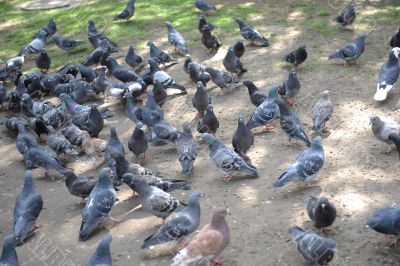 Pigeons on a street.