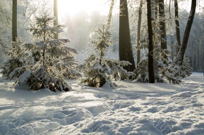 Trees mantled with rime frost and bushes