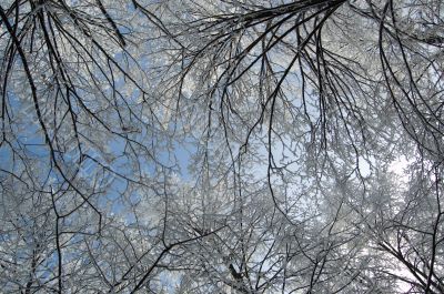 Trees mantled with rime frost and bushes