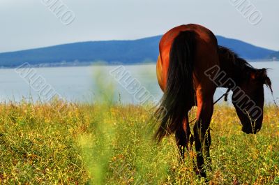 Silhouette of a horse