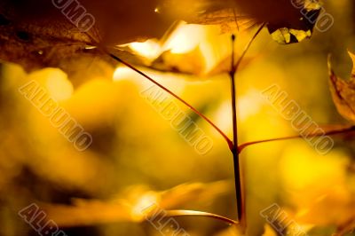 Autumn leaves, Shallow focus