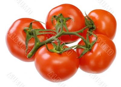Tomato