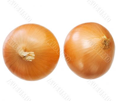 Large onion