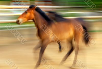 Running horses