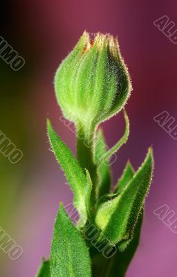 Bud of a flower