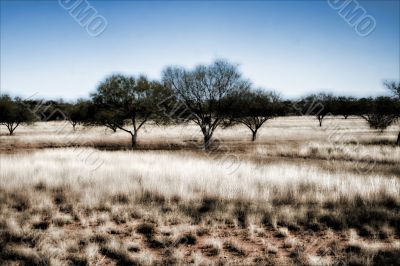 Cold WInter Landscape