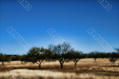 Cold WInter Landscape