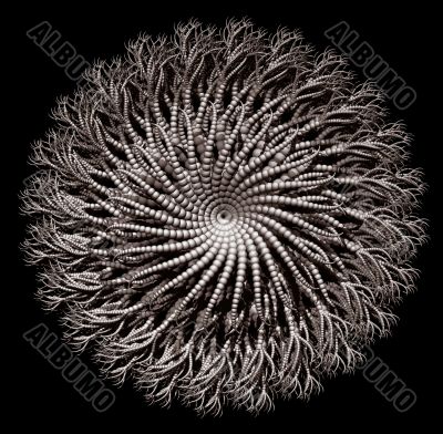 alien plant