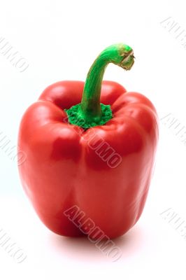 Bulgarian Red Pepper