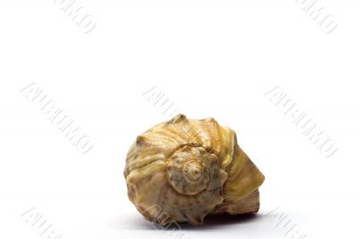 The seashell on a white background