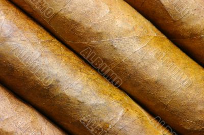 Cigars in a row close-up