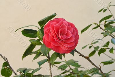 Pink beautiful rose in the garden