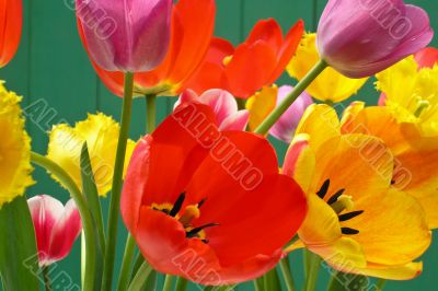 Tulips bouquet on shiny day