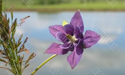 Deep purple beautiful  wild flower