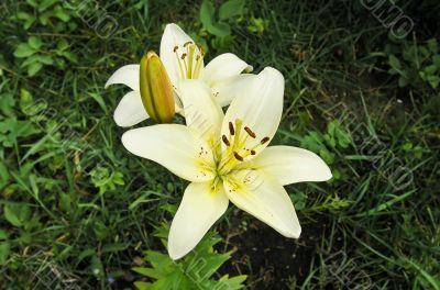 Yellow tiger lily in the garden