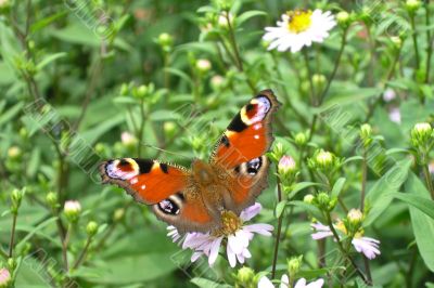 Saturnia butterfly in camomile field