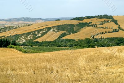 Famous winding road with cypresses in Tuscany